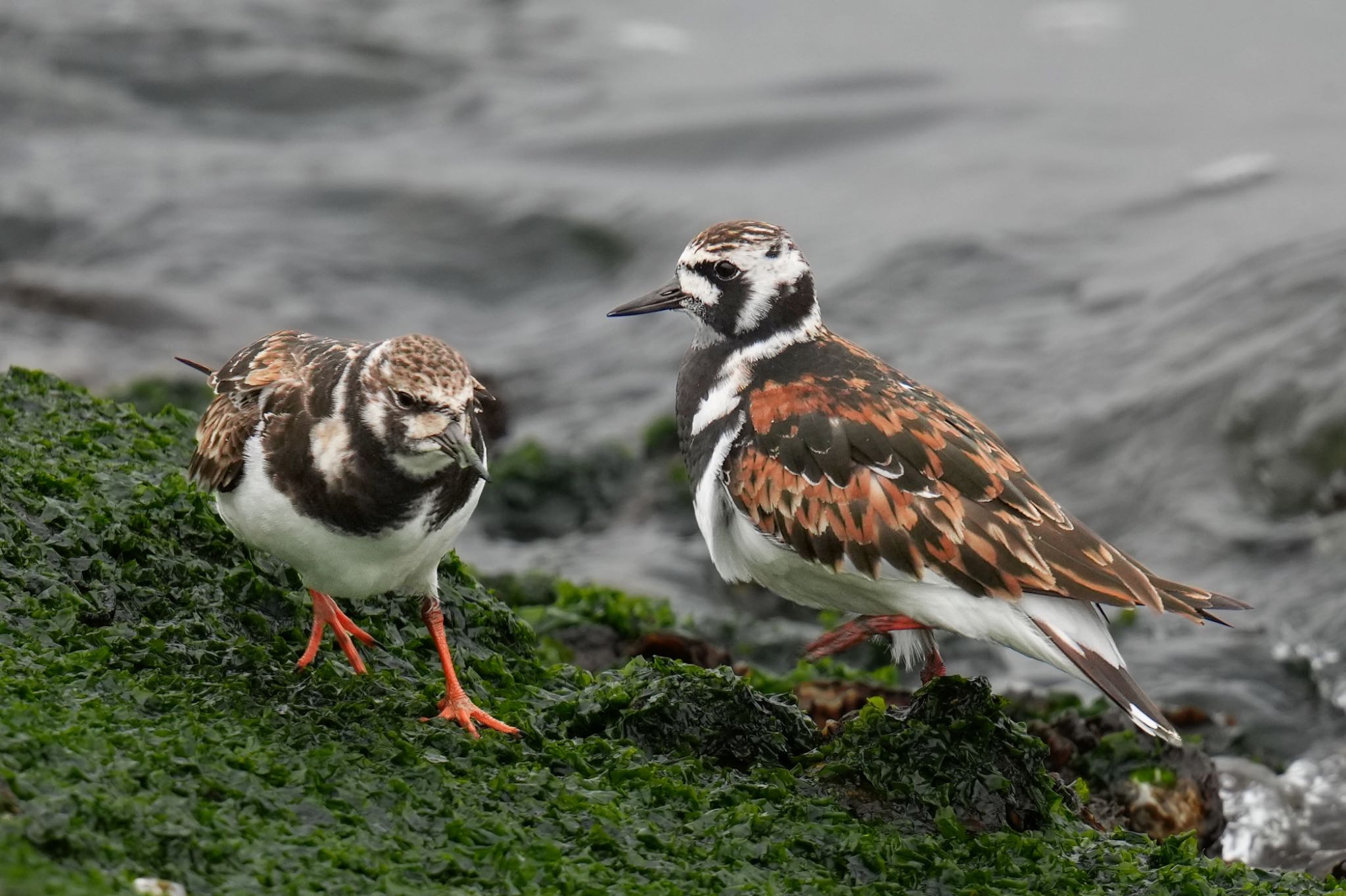 キョウジョシギ