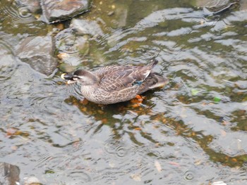 カルガモ 平和の森公園、妙正寺川 2023年4月26日(水)