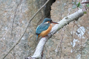 カワセミ 明石公園 2023年2月26日(日)