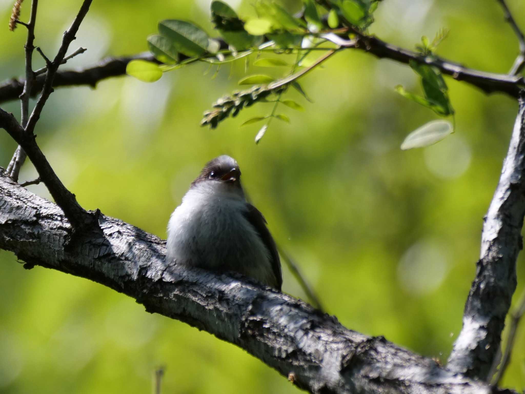 埼玉県 エナガの写真 by little birds