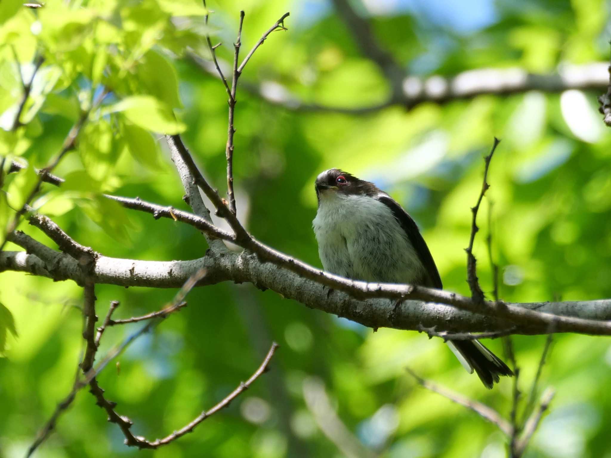 埼玉県 エナガの写真 by little birds