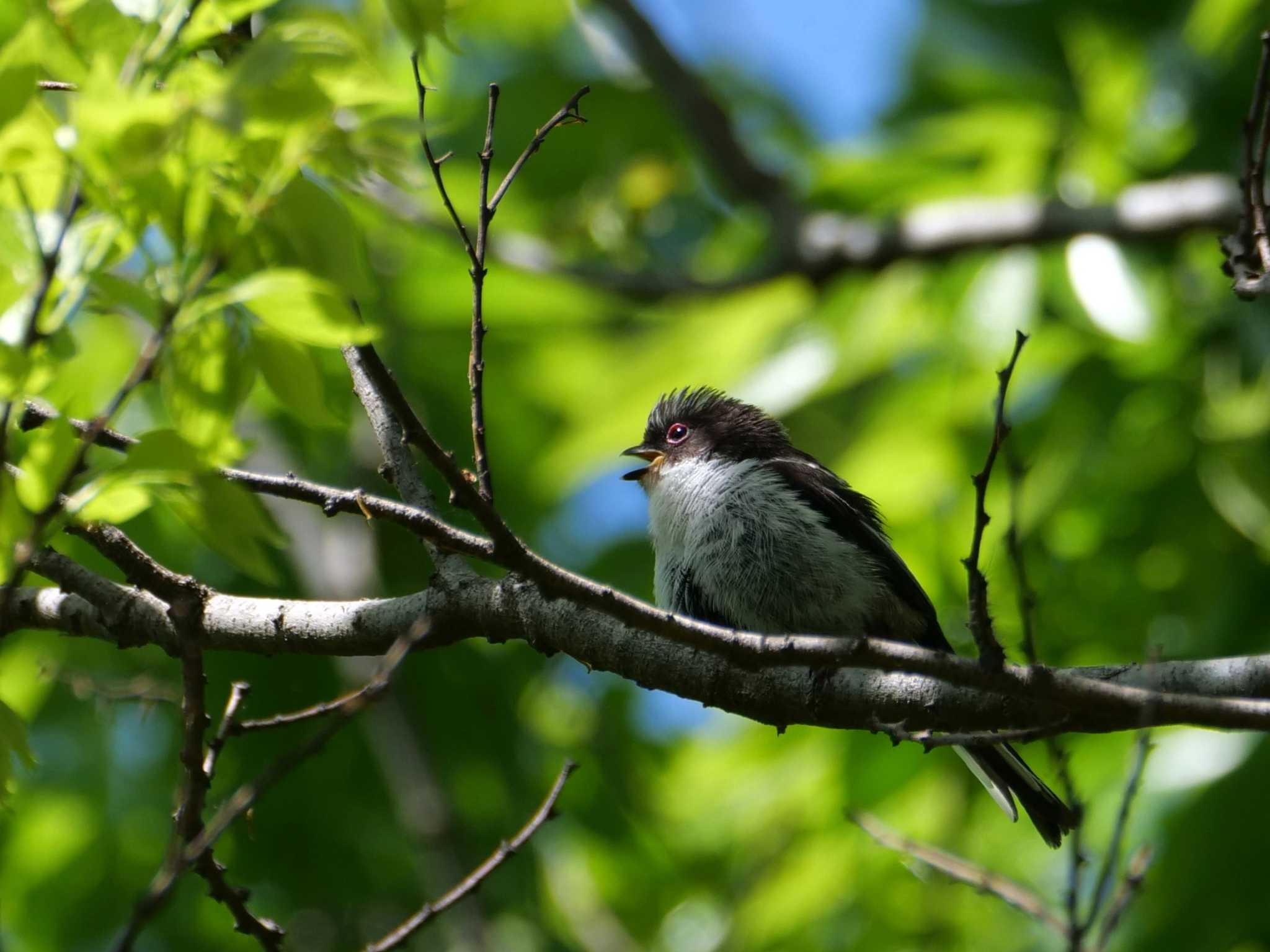 エナガ幼鳥3態。 by little birds