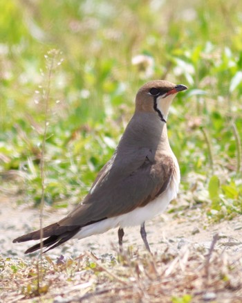 Oriental Pratincole 埼玉県 Tue, 4/25/2023