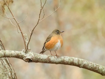 アカハラ 和田公園(稲敷市) 2023年2月25日(土)