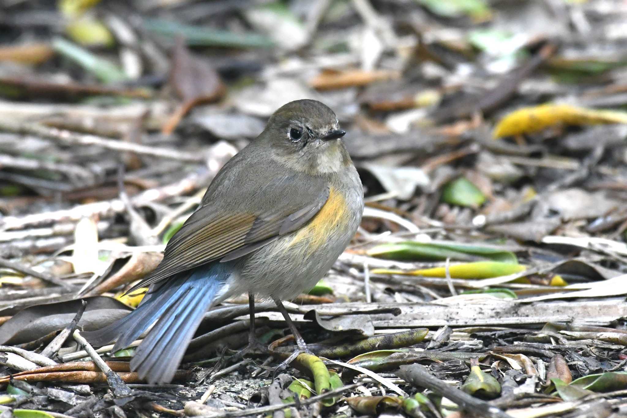 Red-flanked Bluetail