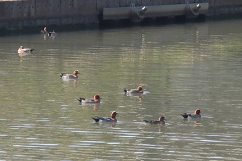 ヒドリガモ 滋賀県米原市 2023年3月22日(水)