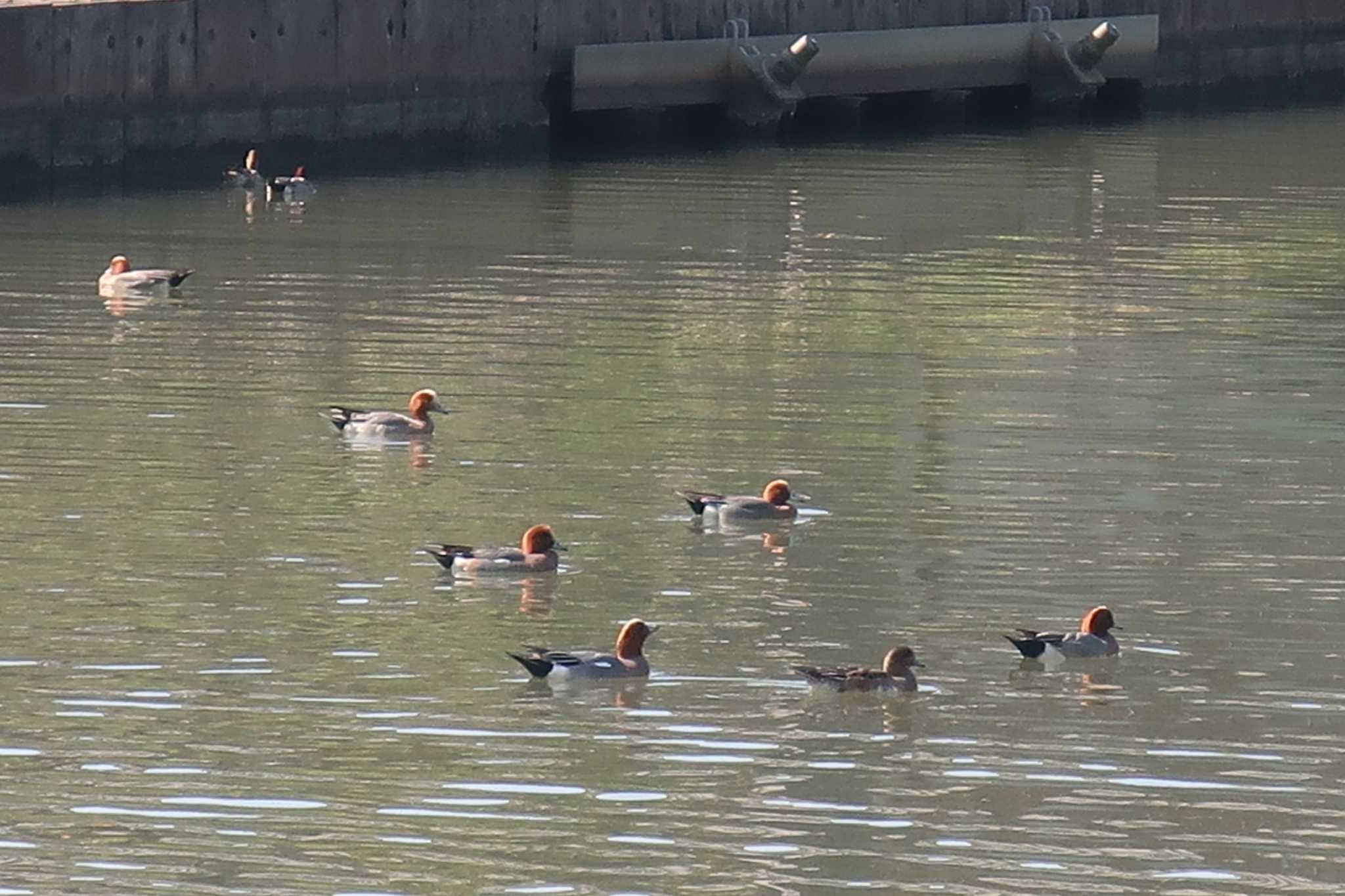 Photo of Eurasian Wigeon at 滋賀県米原市 by ゆりかもめ