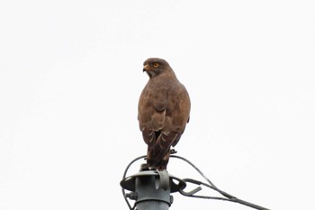 Grey-faced Buzzard 成田市 Sat, 4/22/2023