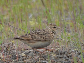 2023年4月25日(火) 滋賀県米原市の野鳥観察記録