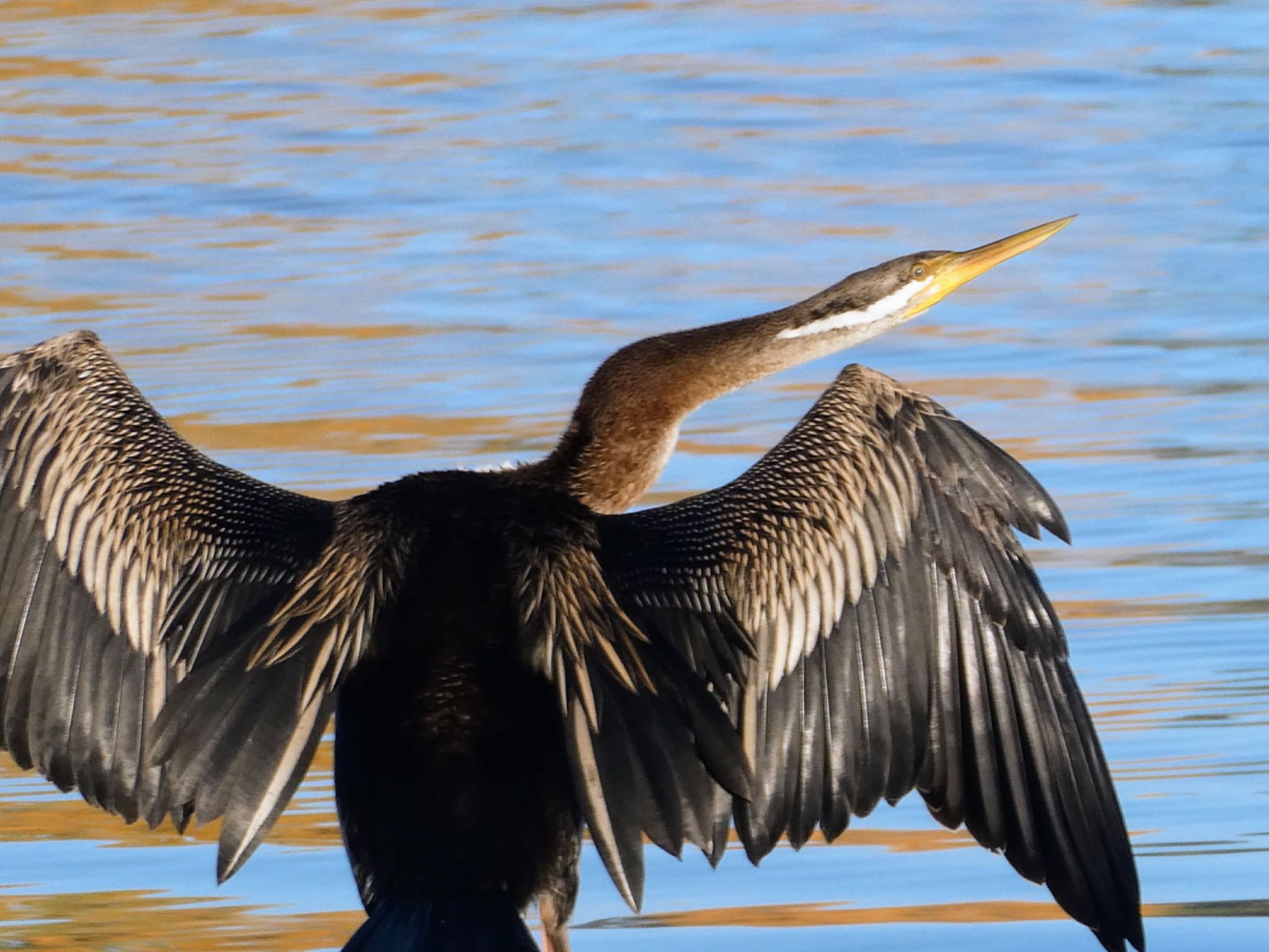 Weston Park, Canberra, ACT, Australia オーストラリアヘビウの写真