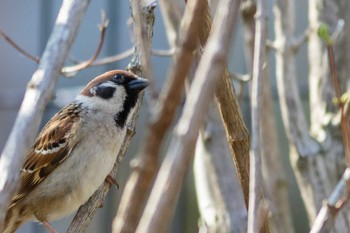 Eurasian Tree Sparrow 日立市かみね動物園 Sat, 4/1/2023