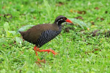 2018年6月1日(金) 国頭村(沖縄県)の野鳥観察記録