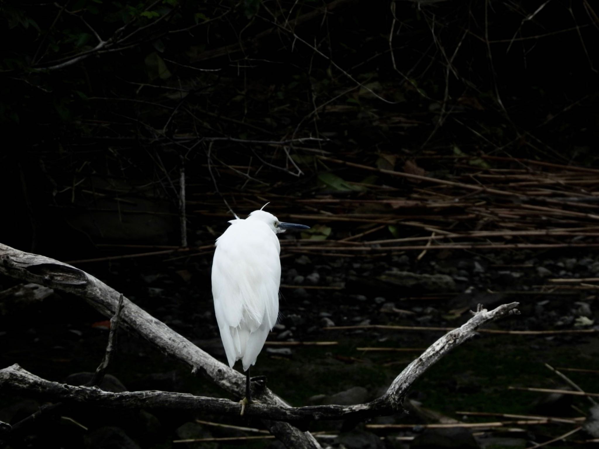 東京港野鳥公園 コサギの写真