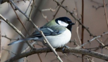 Japanese Tit 千歳市 Sat, 3/25/2023