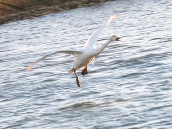 Whooper Swan 越辺川(埼玉県川島町) Sun, 2/9/2020