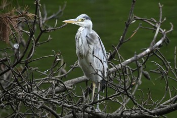 アオサギ 大池公園 2023年4月26日(水)