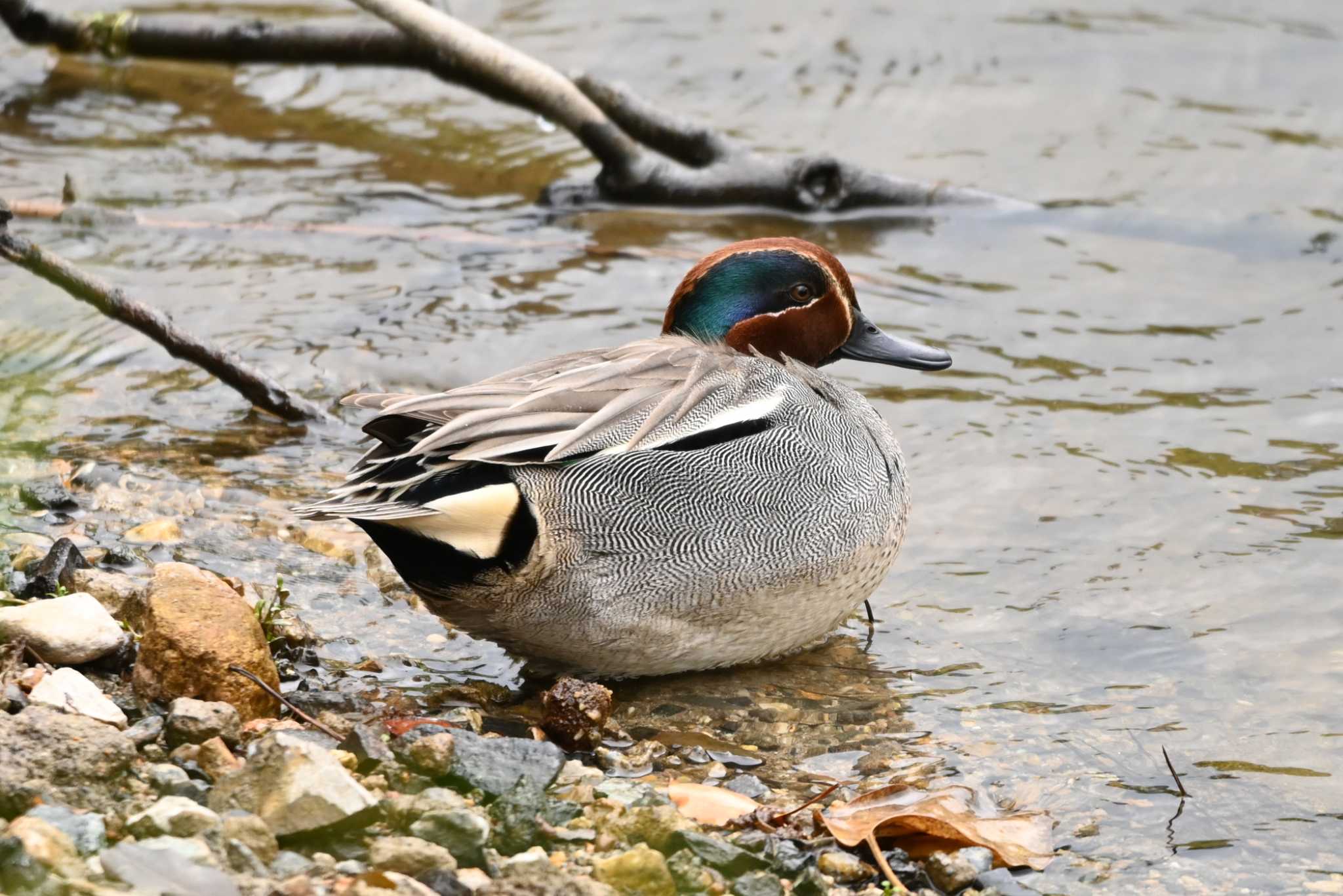 大池公園 コガモの写真