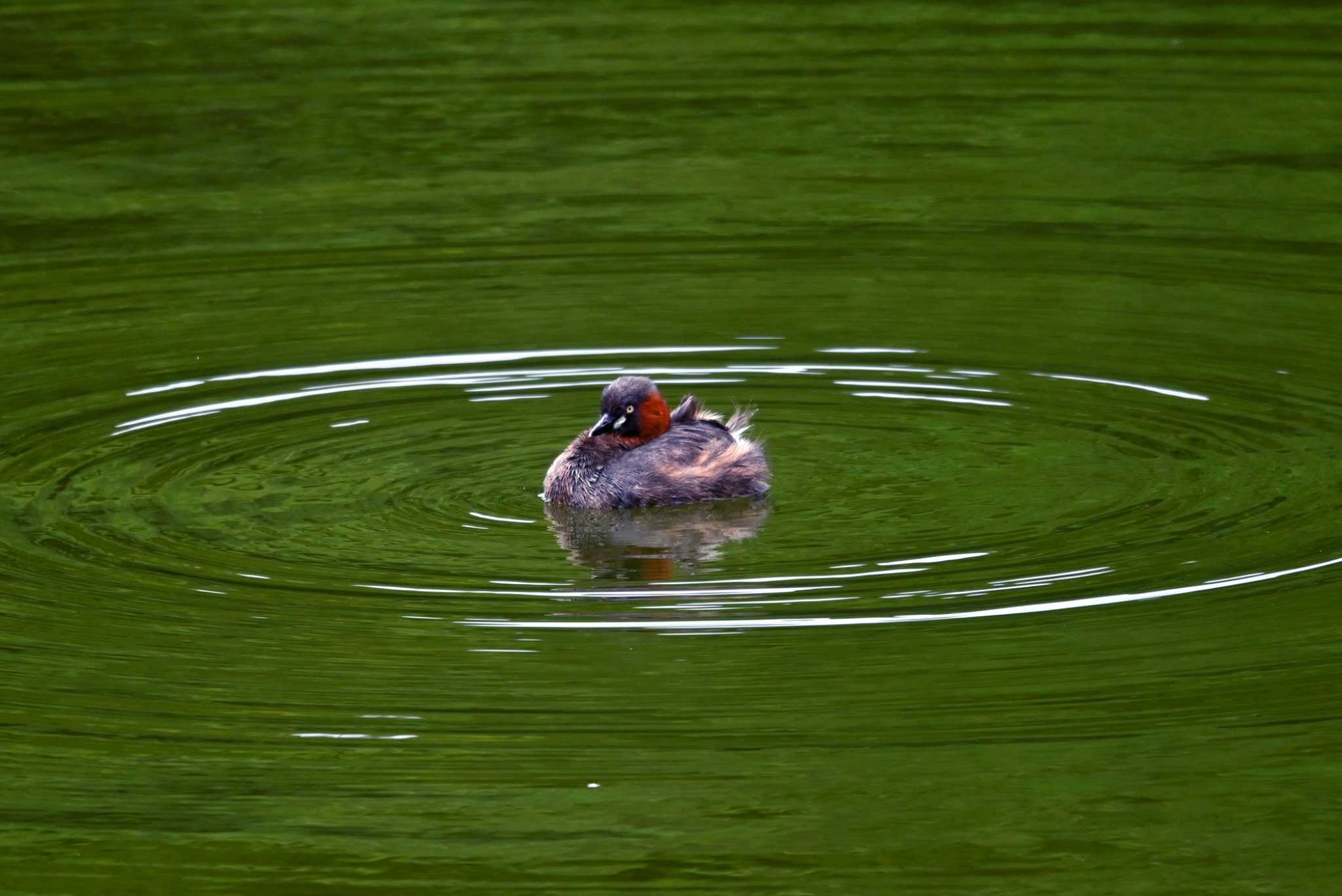 大池公園 カイツブリの写真