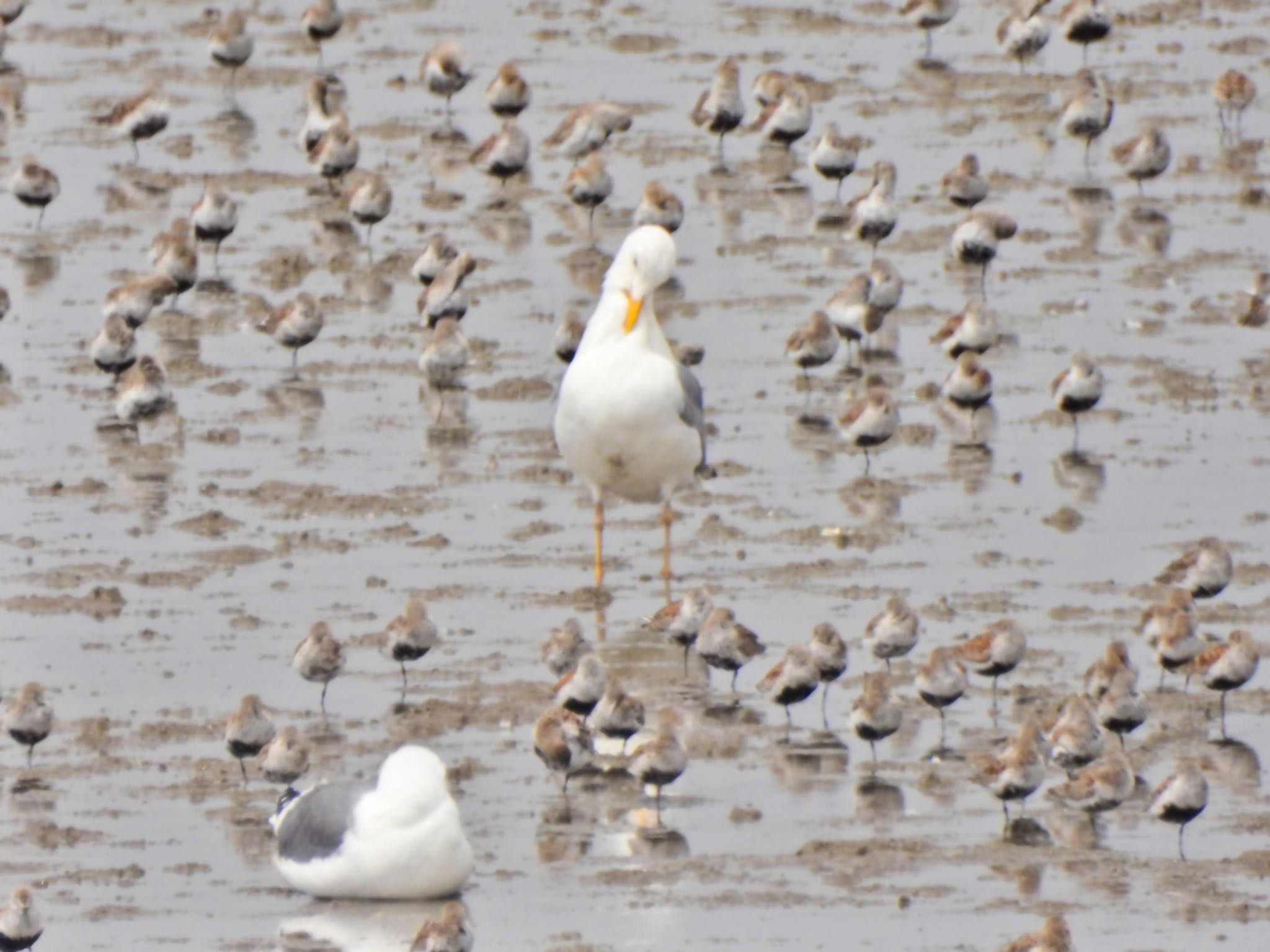 セグロカモメ似で足が黄色、下嘴の赤斑が大きい亜種タイミルセグロカモメ by クロやん