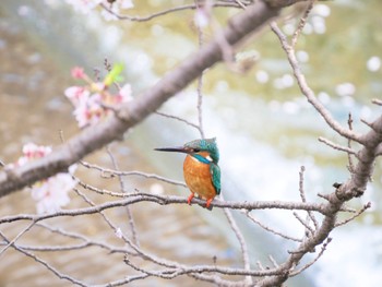 2023年3月30日(木) 恩田川(鶴見川合流点付近)の野鳥観察記録