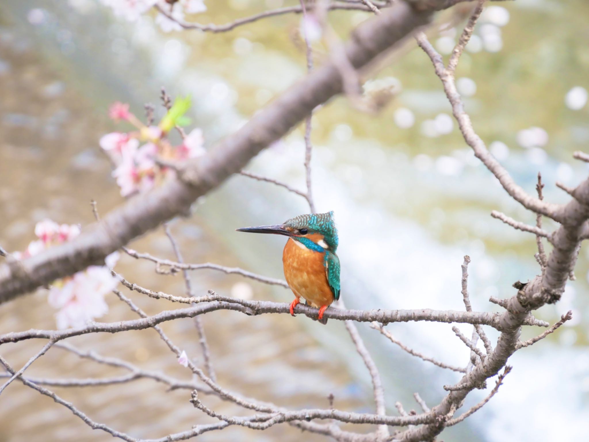 恩田川(鶴見川合流点付近) カワセミの写真 by のーべる