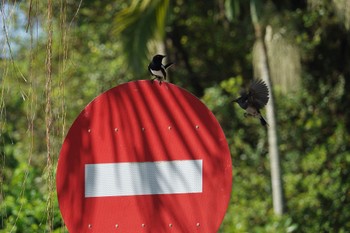 シキチョウ Putrajaya Wetlands Park 2023年3月12日(日)