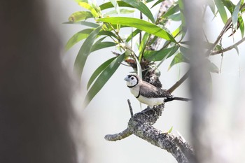 Double-barred Finch Lake Mitchell (Cairns) Sat, 5/5/2018