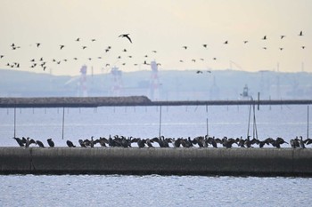 カワウ ふなばし三番瀬海浜公園 2023年4月17日(月)