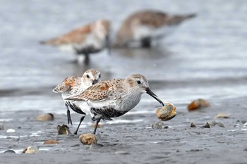 ハマシギ ふなばし三番瀬海浜公園 2023年4月17日(月)