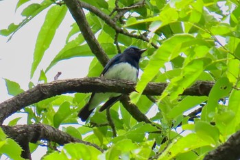 2023年4月23日(日) 井の頭恩賜公園の野鳥観察記録