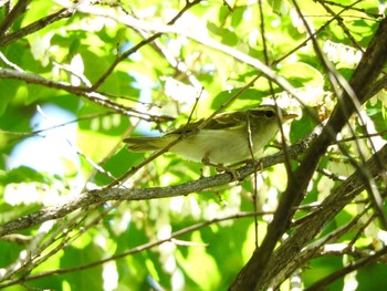 Eastern Crowned Warbler 大阪02 Sat, 6/2/2018