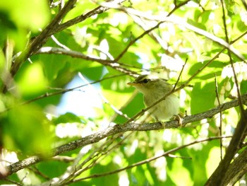 Eastern Crowned Warbler 大阪02 Sat, 6/2/2018