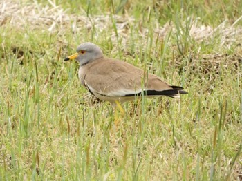 2023年4月22日(土) 浮島ヶ原自然公園の野鳥観察記録