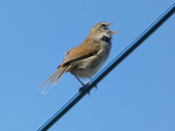 Sun, 4/9/2023 Birding report at 向山古墳群公園