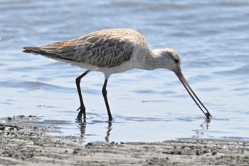 オオソリハシシギ ふなばし三番瀬海浜公園 2023年4月17日(月)