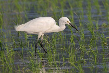 Little Egret