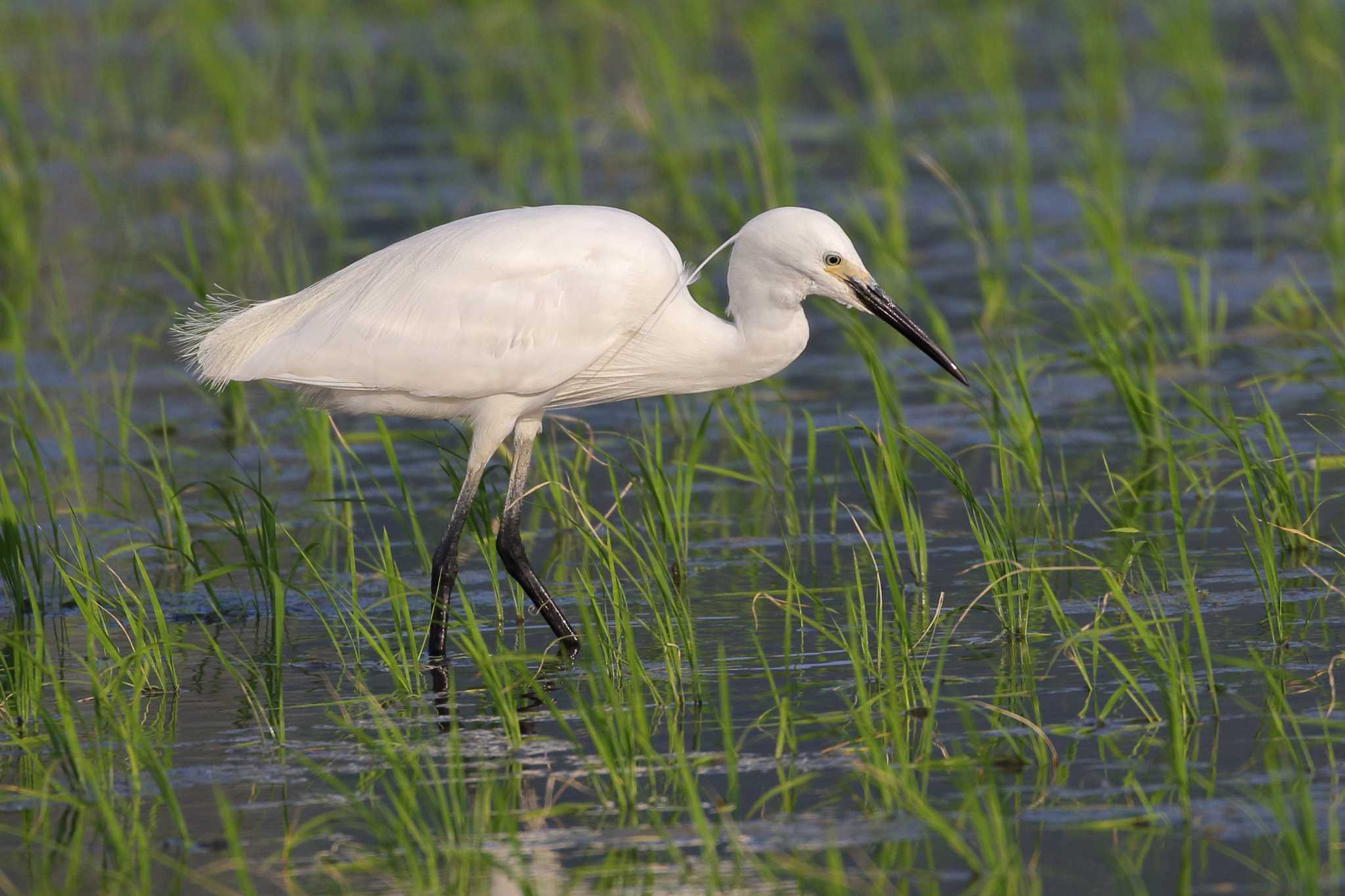 Photo of Little Egret at  by じん