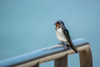 Barn Swallow 藤江海岸(兵庫県明石市) Sat, 6/2/2018