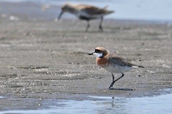 メダイチドリ ふなばし三番瀬海浜公園 2023年4月17日(月)