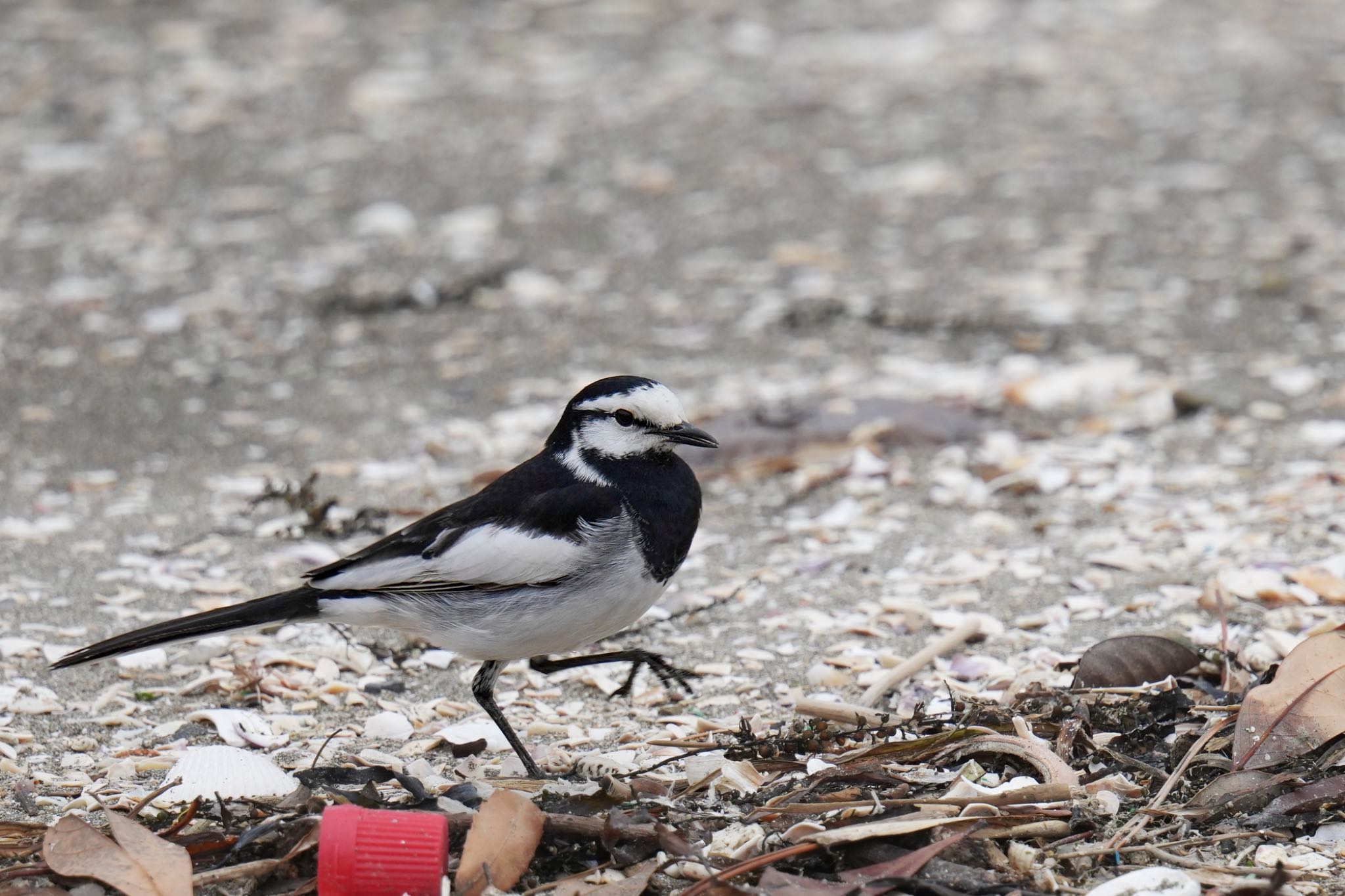 ふなばし三番瀬海浜公園 ハクセキレイの写真