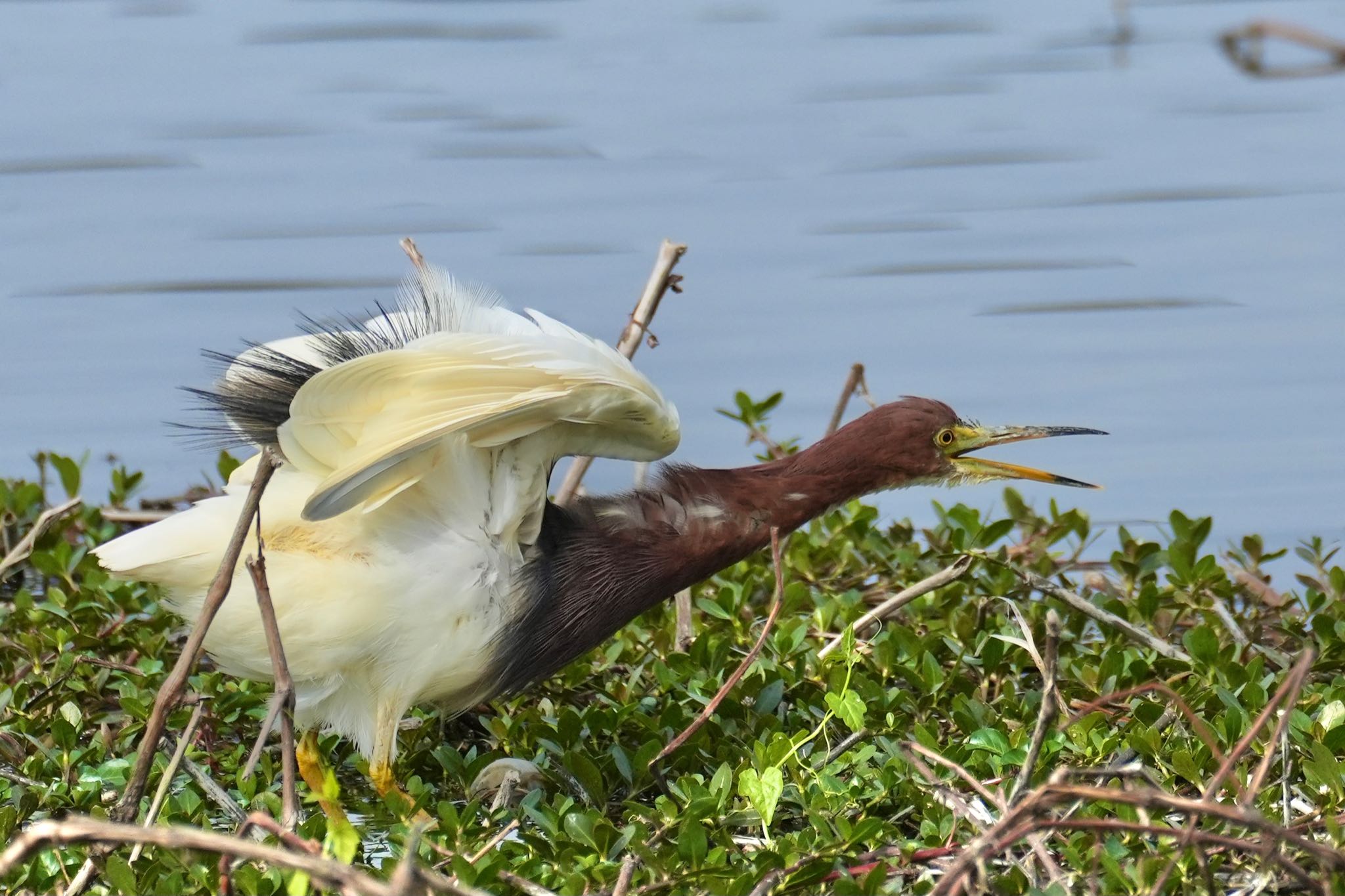 手賀沼 アカガシラサギの写真