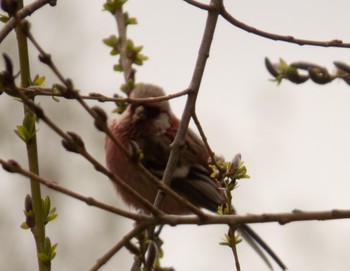 Siberian Long-tailed Rosefinch 東屯田遊水地 Sun, 4/23/2023