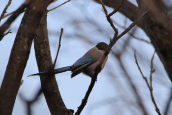 Azure-winged Magpie 越谷サギコロニー Wed, 3/1/2023