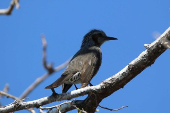 ヒヨドリ 野鳥の楽園 2023年3月20日(月)