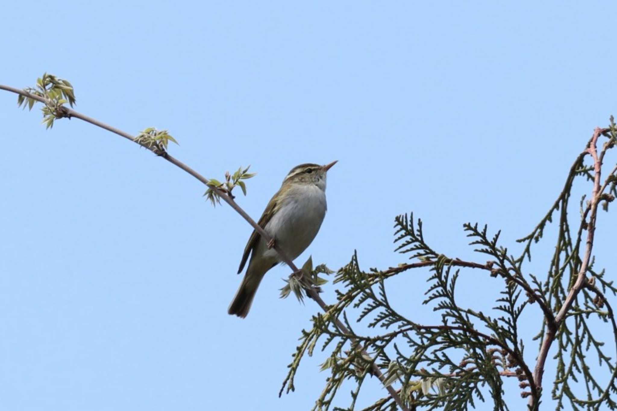 Eastern Crowned Warbler