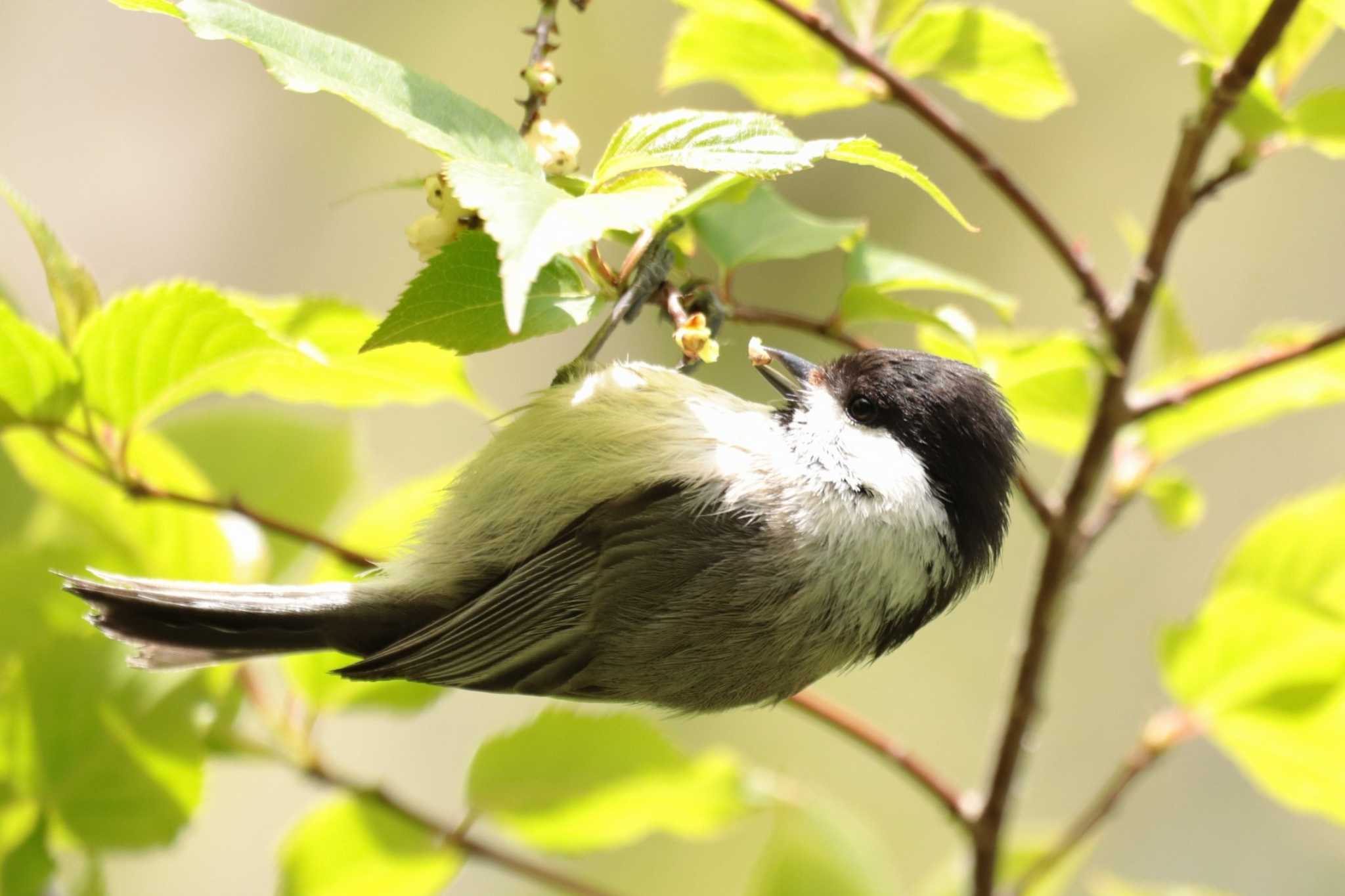 Willow Tit