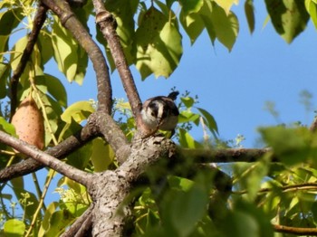 2023年4月27日(木) 神戸大学の野鳥観察記録