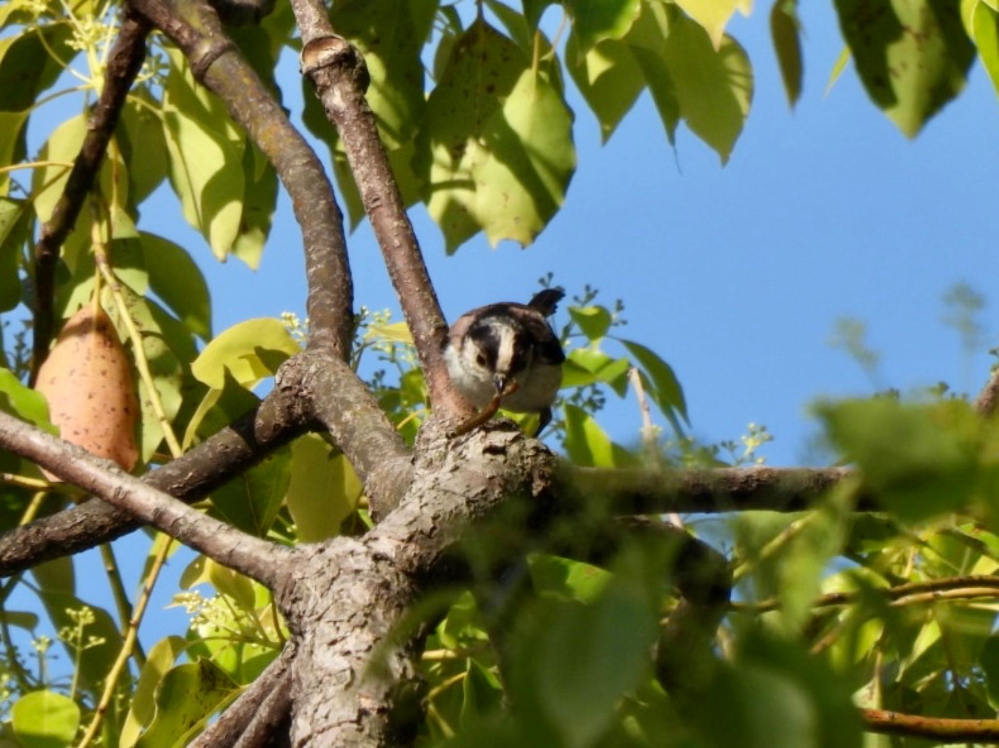 Photo of Long-tailed Tit at 神戸大学 by カモちゃん