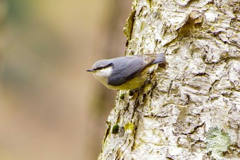 Eurasian Nuthatch 上高地 Mon, 4/24/2023