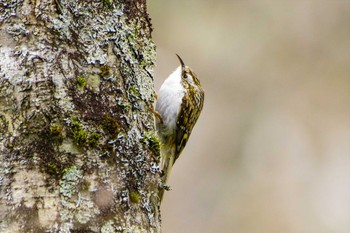 2023年4月24日(月) 上高地の野鳥観察記録